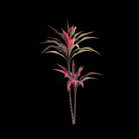 3D Illustration von Cordyline fruticosa Baum isoliert auf schwarzem Hintergrund