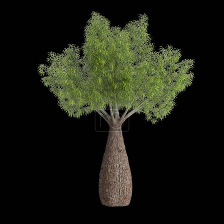 3D Illustration von Brachychiton rupestris Baum isoliert auf schwarzem Hintergrund