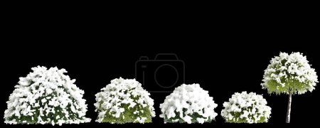 3d illustration of set Cryptomeria japonica snow covered tree isolated on black background