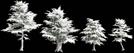 3D-Illustration von Set Cedrus libani schneebedeckter Baum isoliert auf schwarzem Hintergrund