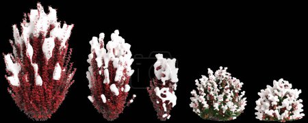 3D-Illustration von Set Berberis thunbergii Roter schneebedeckter Baum isoliert auf schwarzem Hintergrund
