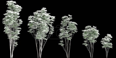 3d illustration of set Toona sinensis Flamingo snow covered tree isolated on black background