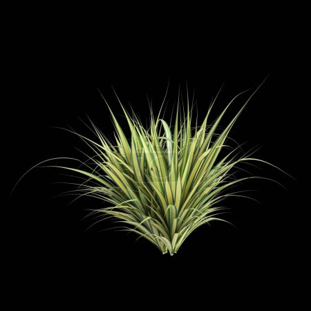 Foto de 3d ilustración de Pandanus baptistii Variegata arbusto aislado sobre fondo negro - Imagen libre de derechos