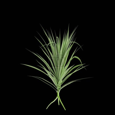 3D Illustration von Pandanus amaryllifolius Baum isoliert auf schwarzem Hintergrund