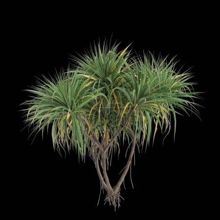 3D Illustration von Pandanus amaryllifolius Baum isoliert auf schwarzem Hintergrund