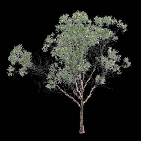 3d illustration of Melaleuca lanceolata tree isolated on black background