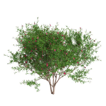 Photo for 3d illustration of Leptospermum scoparium tree isolated on white background - Royalty Free Image