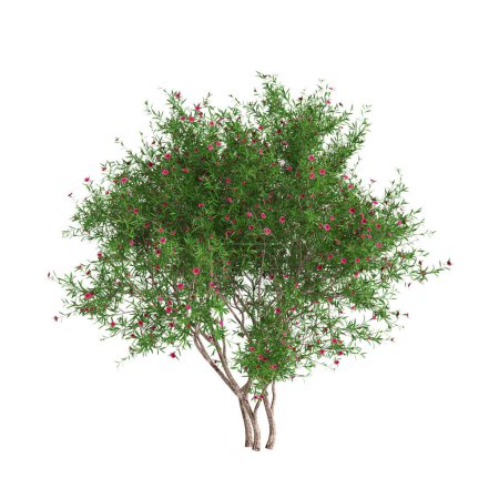 Ilustración 3d del árbol de Leptospermum scoparium aislado sobre fondo blanco