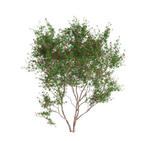 Ilustración 3d del árbol de Leptospermum scoparium aislado sobre fondo blanco