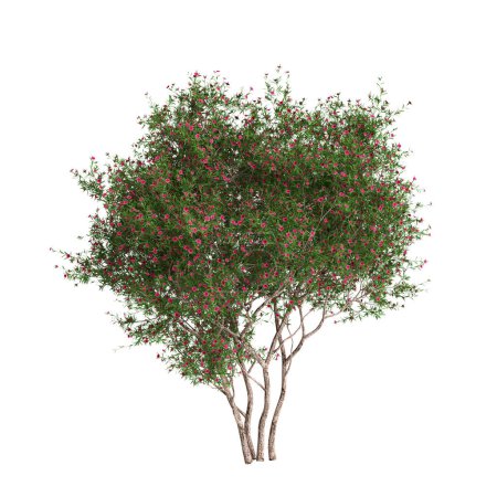 3D-Illustration von Leptospermum scoparium tree isoliert auf weißem Hintergrund