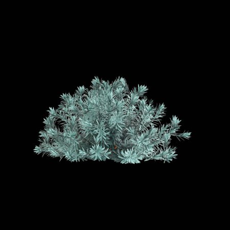 Illustration 3D du buisson Euphorbia Blue Haze isolé sur fond noir