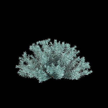 3D Illustration von Euphorbia Blue Haze Busch isoliert auf schwarzem Hintergrund