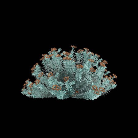 Illustration 3D du buisson Euphorbia Blue Haze isolé sur fond noir