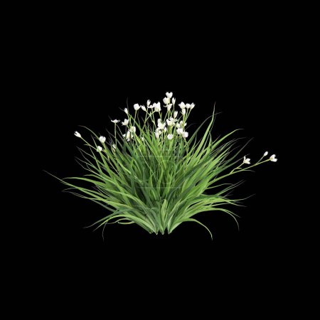 3D Illustration von Dietes grandiflora Busch isoliert auf schwarzem Hintergrund