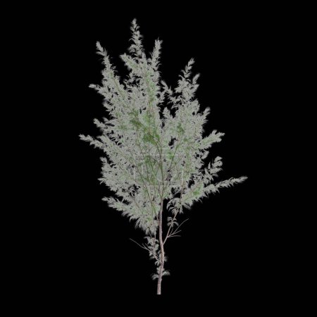 3d illustration of Casuarina equisetifolia tree isolated on black background
