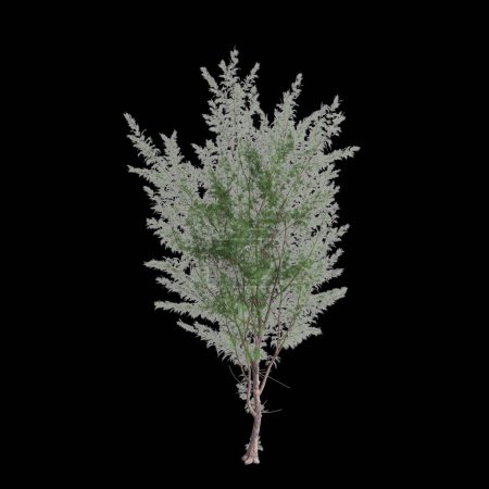 3D Illustration von Casuarina equisetifolia Baum isoliert auf schwarzem Hintergrund