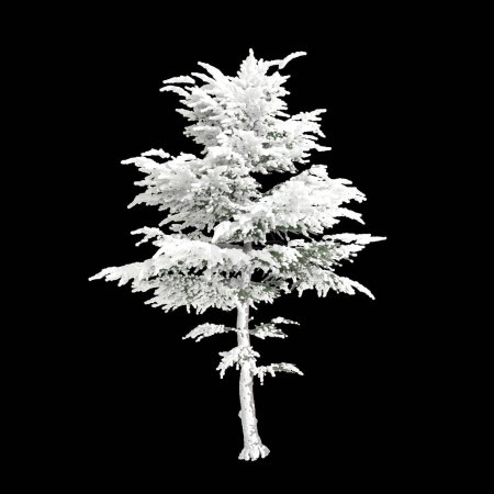 3d illustration of Cedrus libani snow covered tree isolated on black background