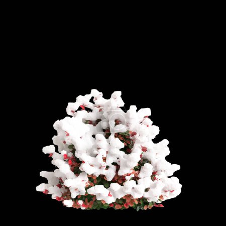3d illustration of Berberis thunbergii Red snow covered tree isolated on black background