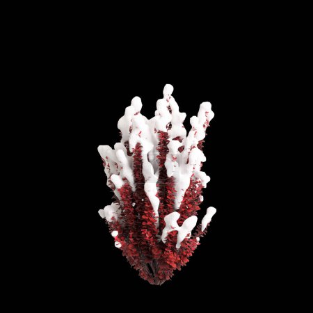 3D-Illustration von Berberis thunbergii Roter schneebedeckter Baum isoliert auf schwarzem Hintergrund