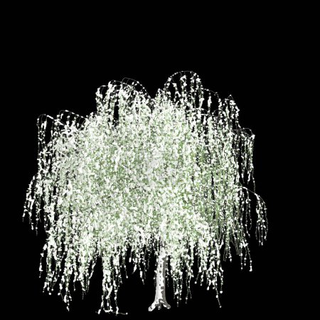 Téléchargez les photos : Illustration 3D de Salix tristis arbre recouvert de neige isolé sur fond noir - en image libre de droit