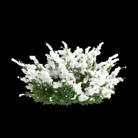 3d illustration of Juniperus sabina snow covered tree isolated on black background