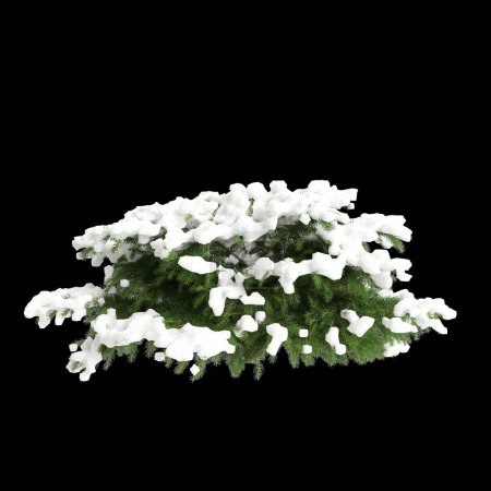Illustration 3D de Picea abies Nidiformis arbre recouvert de neige isolé sur fond noir