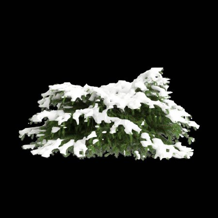 Téléchargez les photos : Illustration 3D de Picea abies Nidiformis arbre recouvert de neige isolé sur fond noir - en image libre de droit
