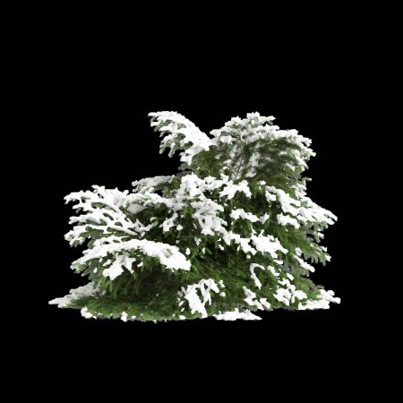 3D Illustration von Picea abies Nidiformis schneebedeckter Baum isoliert auf schwarzem Hintergrund