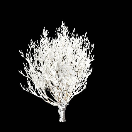 3d ilustración de Salix caprea árbol cubierto de nieve aislado sobre fondo negro