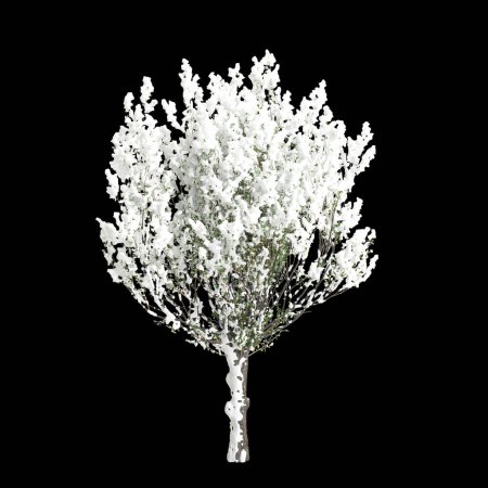 3D-Illustration von Salix caprea schneebedeckter Baum isoliert auf schwarzem Hintergrund
