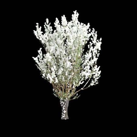 3d illustration of Salix caprea snow covered tree isolated on black background