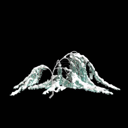 3D Illustration von Cedrus atlantica Glauca Pendula schneebedeckter Baum isoliert auf schwarzem Hintergrund