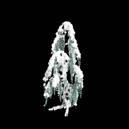 3D Illustration von Cedrus atlantica Glauca Pendula schneebedeckter Baum isoliert auf schwarzem Hintergrund