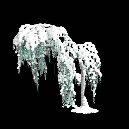 Illustration 3D de Cedrus atlantica Glauca Pendula arbre enneigé isolé sur fond noir