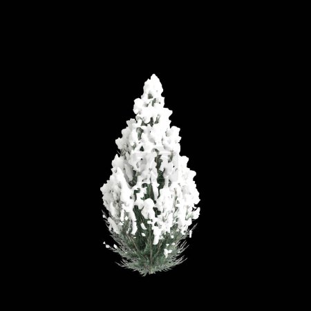 3D-Illustration von Set Cryptomeria japonica Elegans Viridis schneebedeckter Baum isoliert auf schwarzem Hintergrund