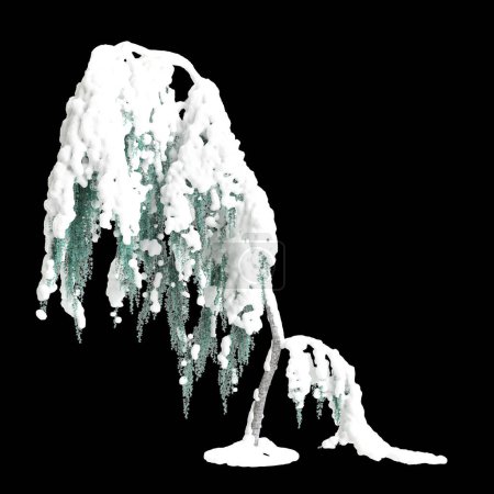3d illustration of Cedrus atlantica Glauca Pendula snow covered tree isolated on black background