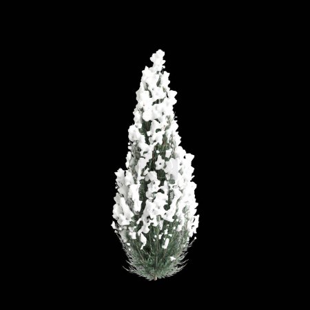 3d illustration of set Cryptomeria japonica Elegans Viridis snow covered tree isolated on black background