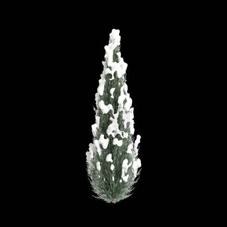 3d ilustración de conjunto Cryptomeria japonica Elegans Viridis árbol cubierto de nieve aislado sobre fondo negro