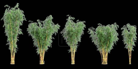 3D-Illustration von Set Schizostachyum Baum isoliert auf schwarzem Hintergrund
