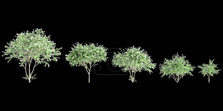 Ilustración 3d del árbol del cenador de Nyctanthes del sistema tristis aislado sobre fondo negro