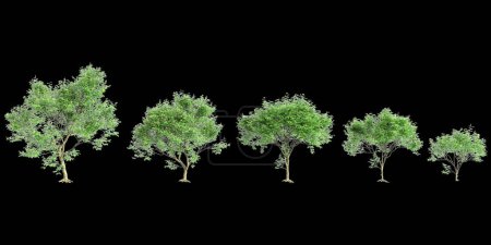 3D-Illustration des Millettia pinnata Baumes isoliert auf schwarzem Hintergrund