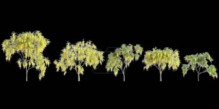 3d illustration of set Cassia fistula tree isolated on black background