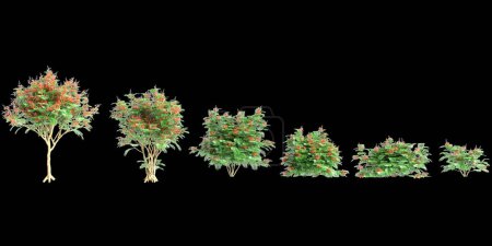 3D Illustration des Caesalpinia pulcherrima Baumes isoliert auf schwarzem Hintergrund