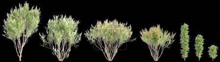 3d illustration of set Lawsonia inermis tree isolated on black background