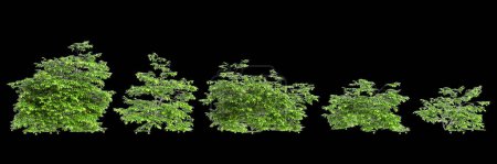 3D Illustration des Artabotrys odoratissimus Busches isoliert auf weißem Hintergrund