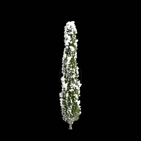 3D Illustration von Cupressus sempervirens schneebedeckter Baum isoliert auf schwarzem Hintergrund