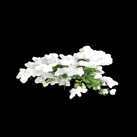 3d illustration of Chamaecyparis obtusa snow covered bush isolated on black background