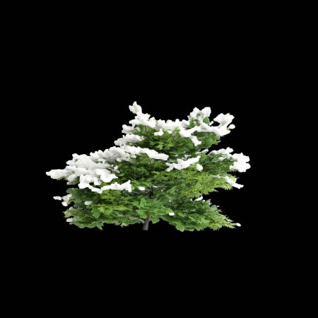3D Illustration von Chamaecyparis obtusa schneebedeckter Busch isoliert auf schwarzem Hintergrund