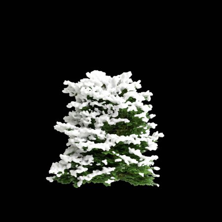 3d illustration of Chamaecyparis obtusa snow covered bush isolated on black background