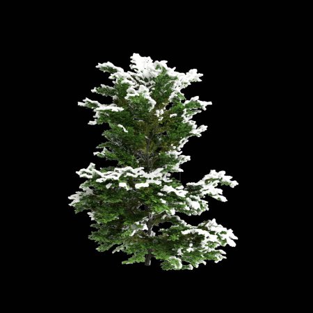 3D Illustration von Chamaecyparis obtusa schneebedeckter Busch isoliert auf schwarzem Hintergrund